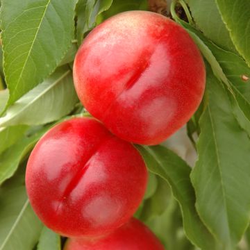 Prunus persica Snow Baby - Dwarf Nectarine Tree