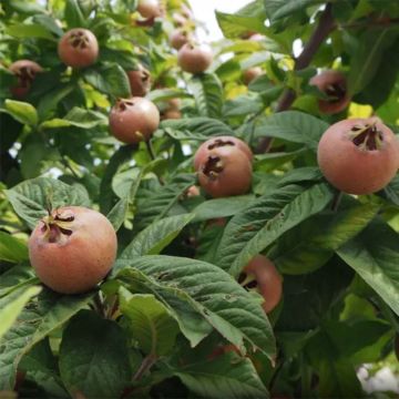 Mespilus germanica Monstrueuse d'Evreinoff - Common Medlar