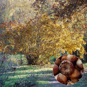 Mespilus germanica Westerveld - Common Medlar