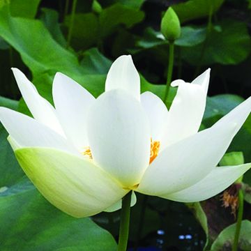 Nelumbo Angel Wings