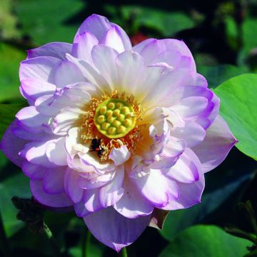 Nelumbo Double Bonheur