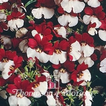 Nemesia Mello Red & White - seeds