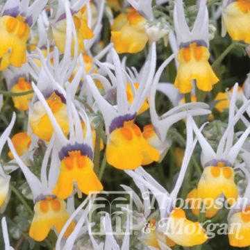 Nemesia cheiranthus Shooting Stars Seeds - Long-Eared Nemesia