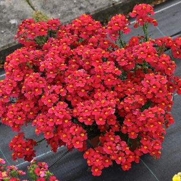 Nemesia strumosa Sunsatia Plus Strawberry