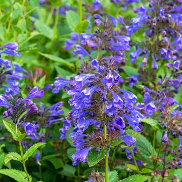 Nepeta Blue Dragon