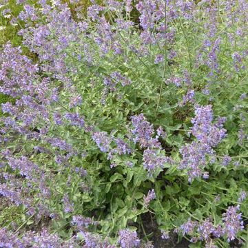 Nepeta Six Hills Gold - Catnip