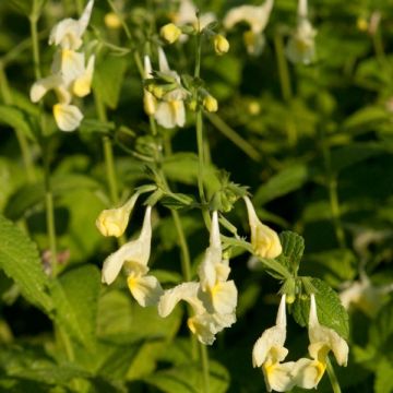 Nepeta govaniana - Catnip