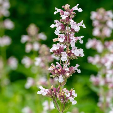 Nepeta grandiflora Dawn to Dusk