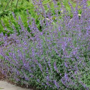 Nepeta grandiflora Summer Magic - Catnip