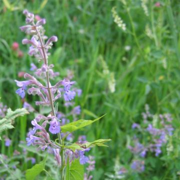 Nepeta grandiflora Wild Cat - Catnip