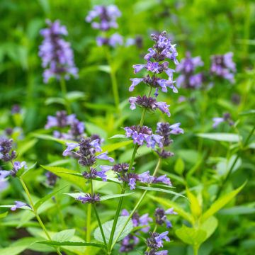 Nepeta manchuriensis Manchu Blue - Catnip