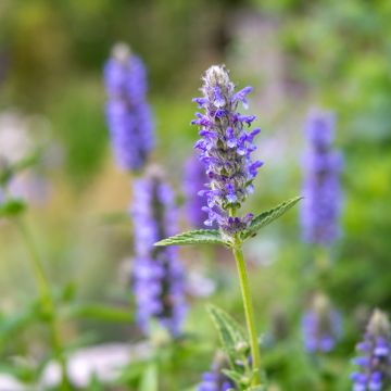 Nepeta nervosa - Catnip