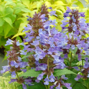 Nepeta nervosa Neptune - Chataire nervurée