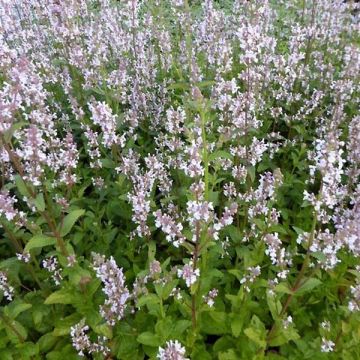 Nepeta nuda Annes Choice - Catnip