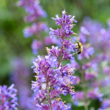 Nepeta racemosa Grog - Catnip