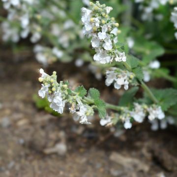 Nepeta racemosa Snowflake - Catnip