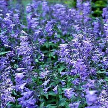 Nepeta sibirica Souvenir dAndre Chaudron - Catnip