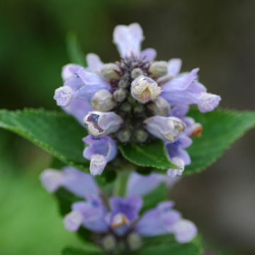 Nepeta subsessilis Blue Panther - Catnip