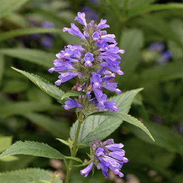 Nepeta subsessilis - Catnip