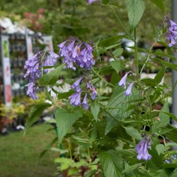 Nepeta subsessilis Laufen - Catnip