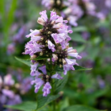 Nepeta subsessilis Sweet Dreams - Chataire subsessile rose