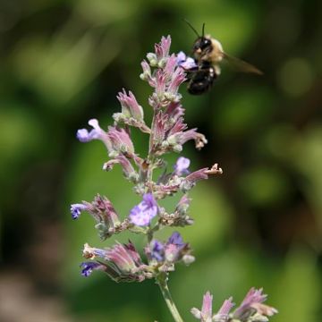 Nepeta x faassenii Dropmore - Népéta hybride