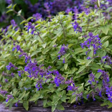 Nepeta faassenii Limelight - Catnip