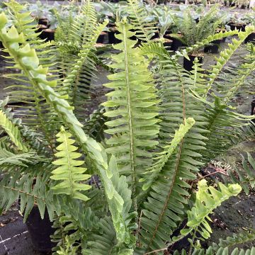 Nephrolepis cordifolia Artic Jungle - Boston Fern