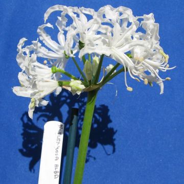 Nerine Blanche