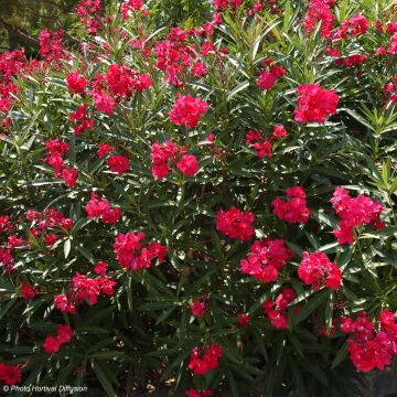 Nerium oleander Double Red