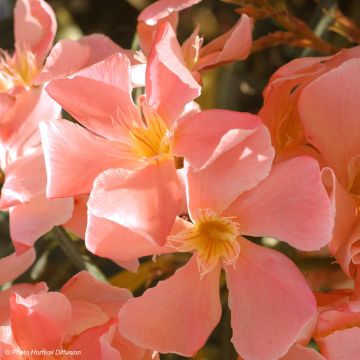 Nerium oleander Salmon