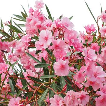 Nerium oleander - Rose Bay