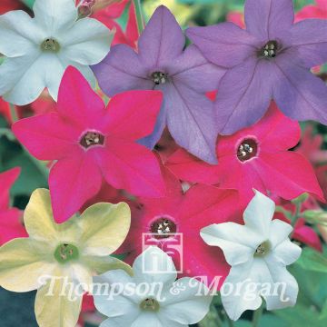 Tobacco plant Eau De Cologne Mixed F1 Hybrid Seeds - Nicotiana x sanderae