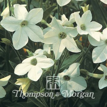 Tobacco plant Fragrant Cloud - Nicotiana x sanderae