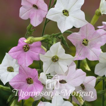 Tobacco plant Marshmallow Seeds - Nicotiana mutabilis