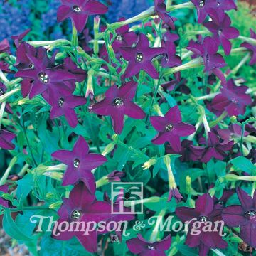 Tobacco plant Perfume Deep Purple F1 Hybrid Seeds - Nicotiana x sanderae