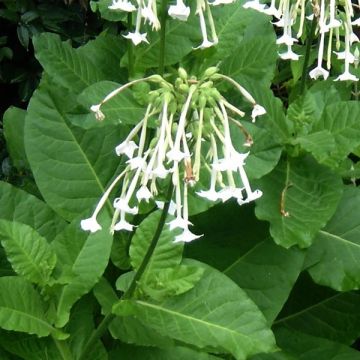 Nicotiana sylvestris - Ornamental tobacco