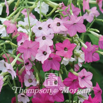 Tobacco plant Whisper Mixed F1 hybrid - Nicotiana x hybrida