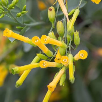 Nicotiana glauca - Ornamental tobacco