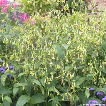 Nicotiana langsdorffii Lemon Tree