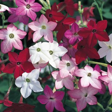 Nicotiana Perfume F1 Mix - Ornamental tobacco