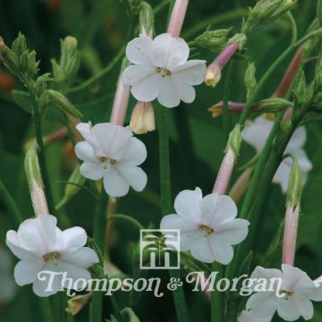 Nicotiana suaveolens