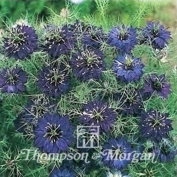 Nigella damascena Oxford Blue