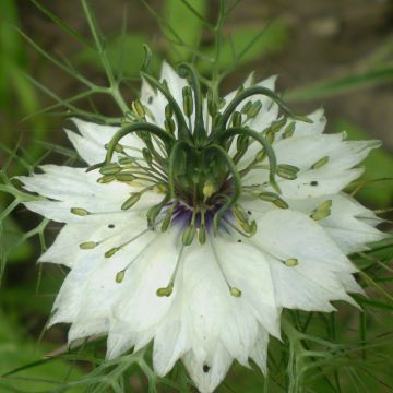 Graines de Nigelle de damas Miss Jekyll Blanche - Nigella damascena