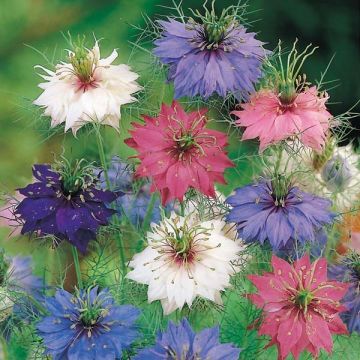 Nigella damascena Persian Jewels Mix