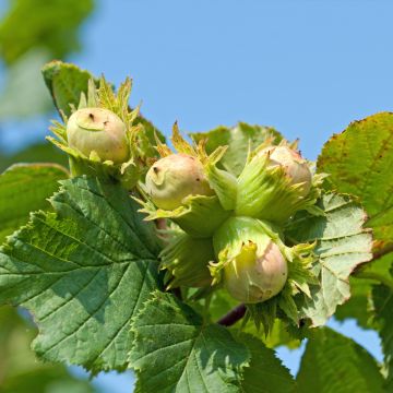 Common Hazel Longue d'Espagne - Corylus avellana