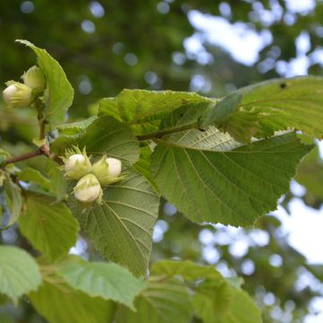 Hazel Merveille de Bollwiller - Corylus maxima