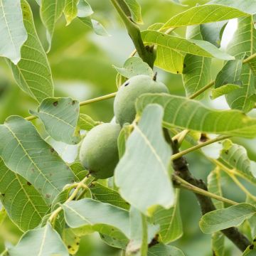 Common Walnut Corne - Juglans regia