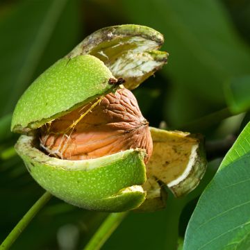 Common Walnut Esterhazy II - Juglans regia