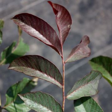 Common Walnut Purpurea - Juglans regia